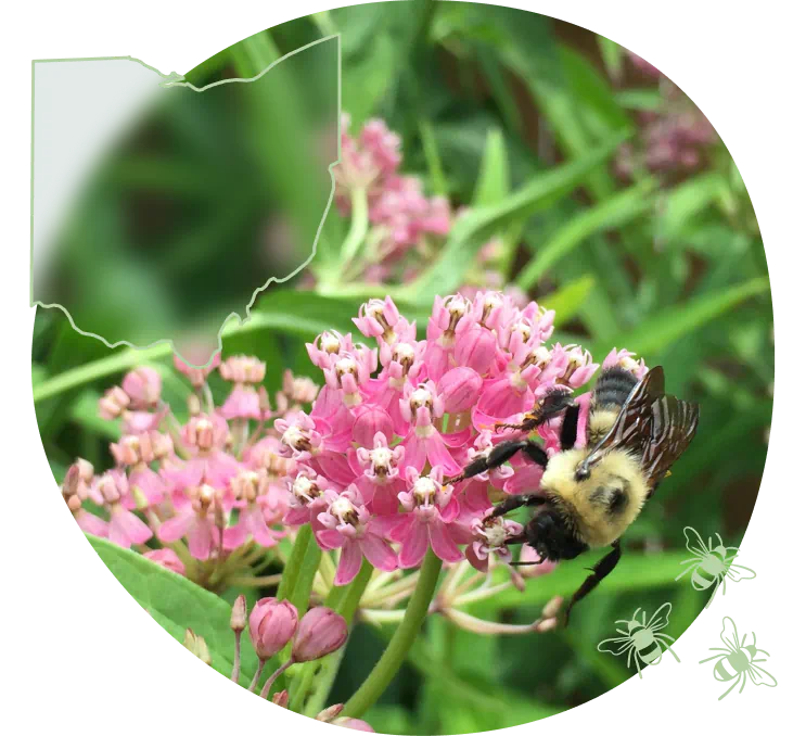 OH-bee-on-swamp-milkweed