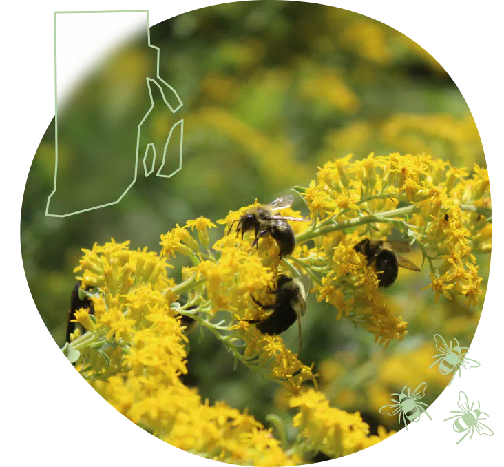 RI-hero-bees-on-goldenrod