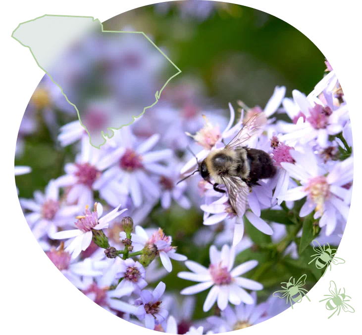 SC-bee-on-aster