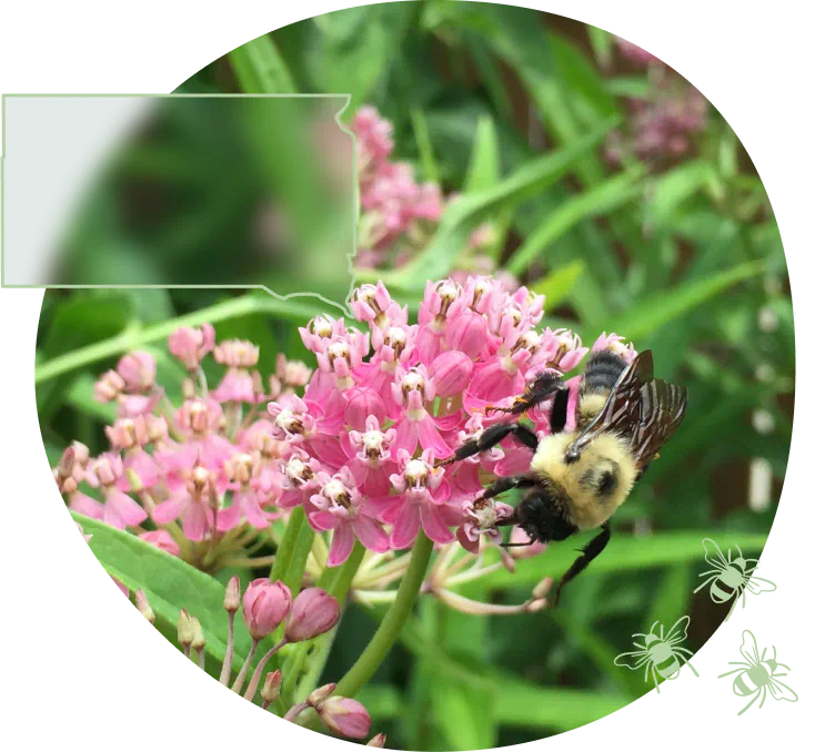 SD-bee-on-swamp-milkweed