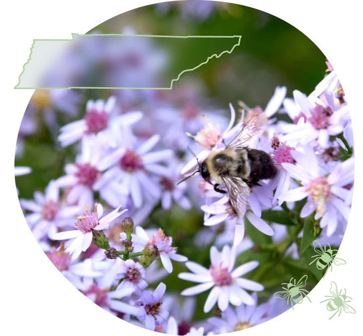 TN-bee-on-aster