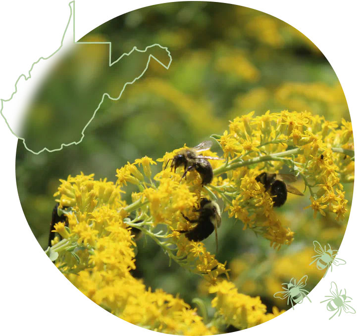 WV-hero-bees-on-goldenrod