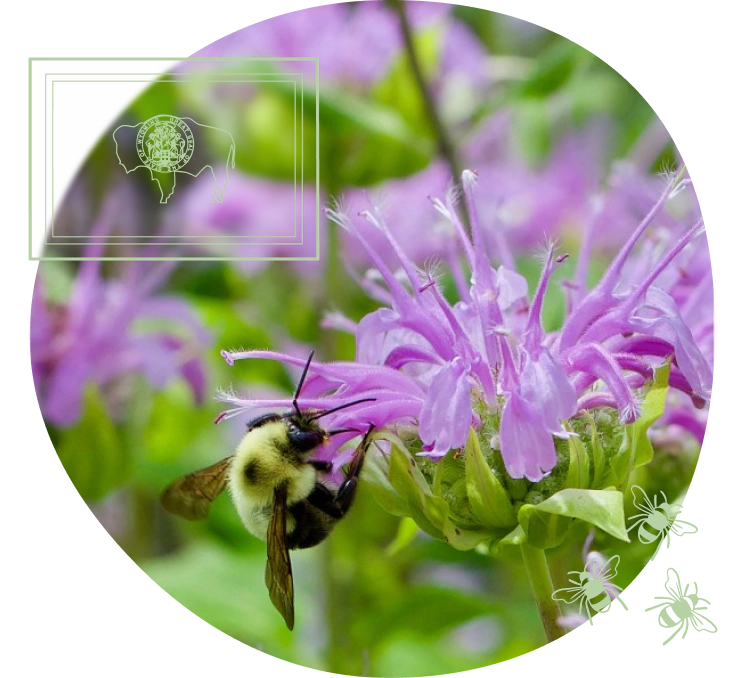 WY-bee-on-bee-balm-1