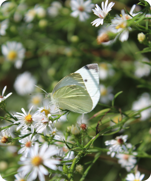 butterfly on aster