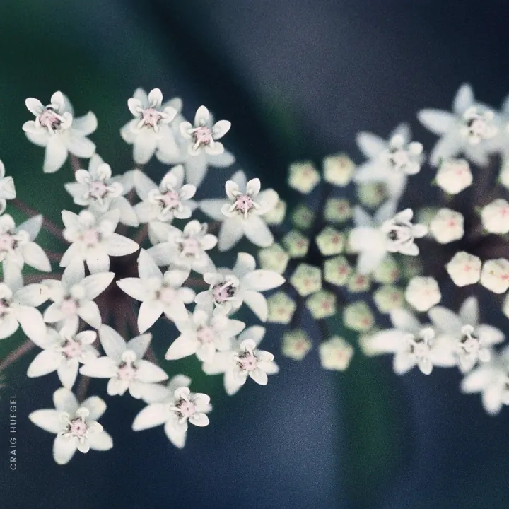 Snowy Milkweed_Asclepias perennis-1