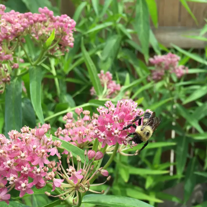 Swamp Milkweed_Asclepias incarnata-1