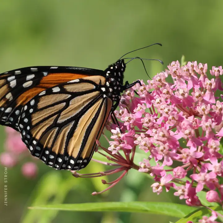 A monarch butterfly rests on a native plant