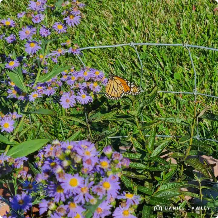 Monarch butterfly on aster. Photo by Daniel Dawley