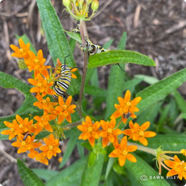 Monarch caterpillar on milkweed. Photo by Linda Lee