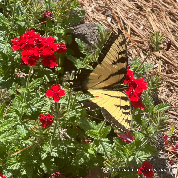 Swallowtail Butterfly. Photo by Deborah Hersh-Morris