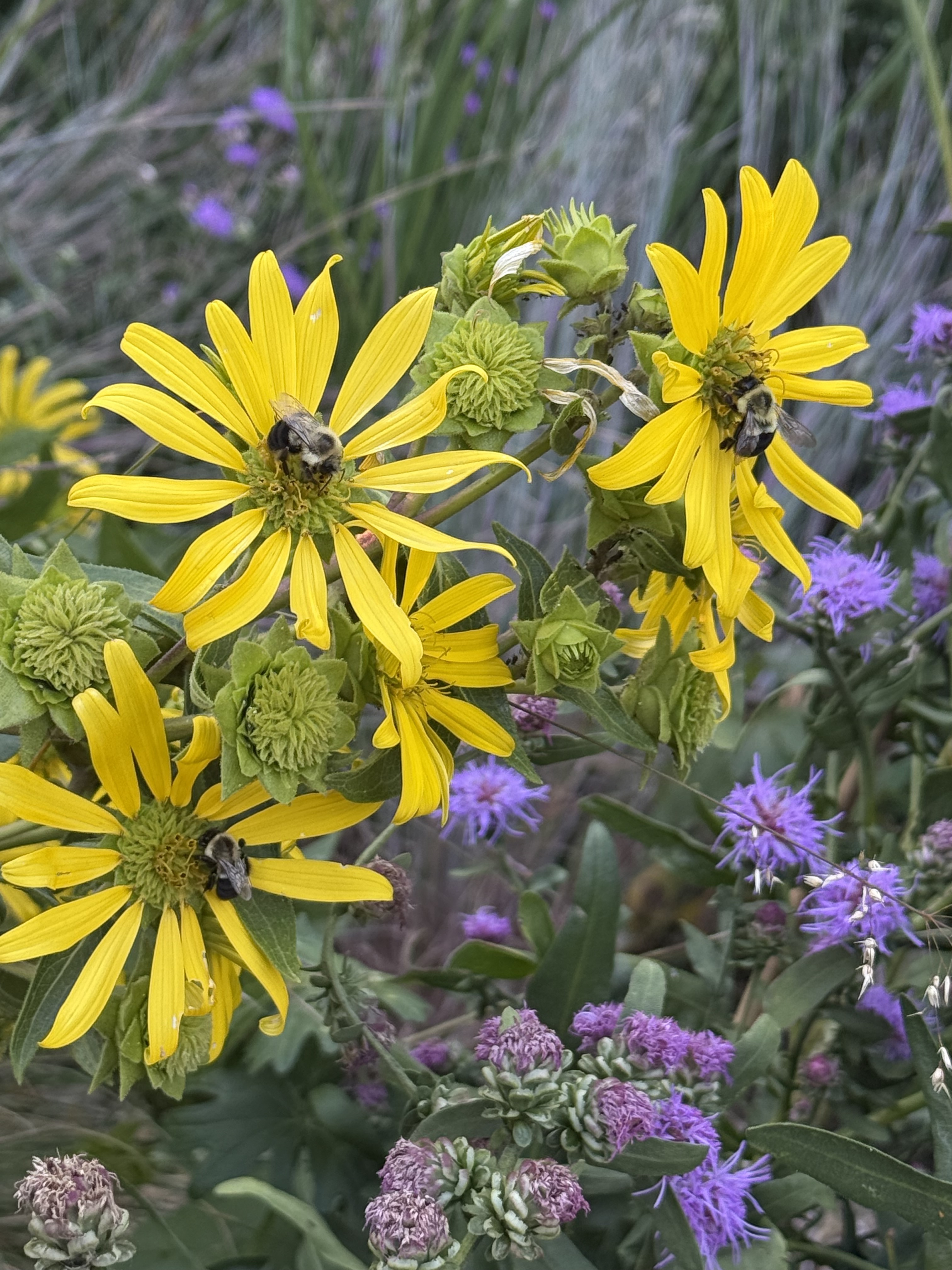 sunflowers and blazing star with bees