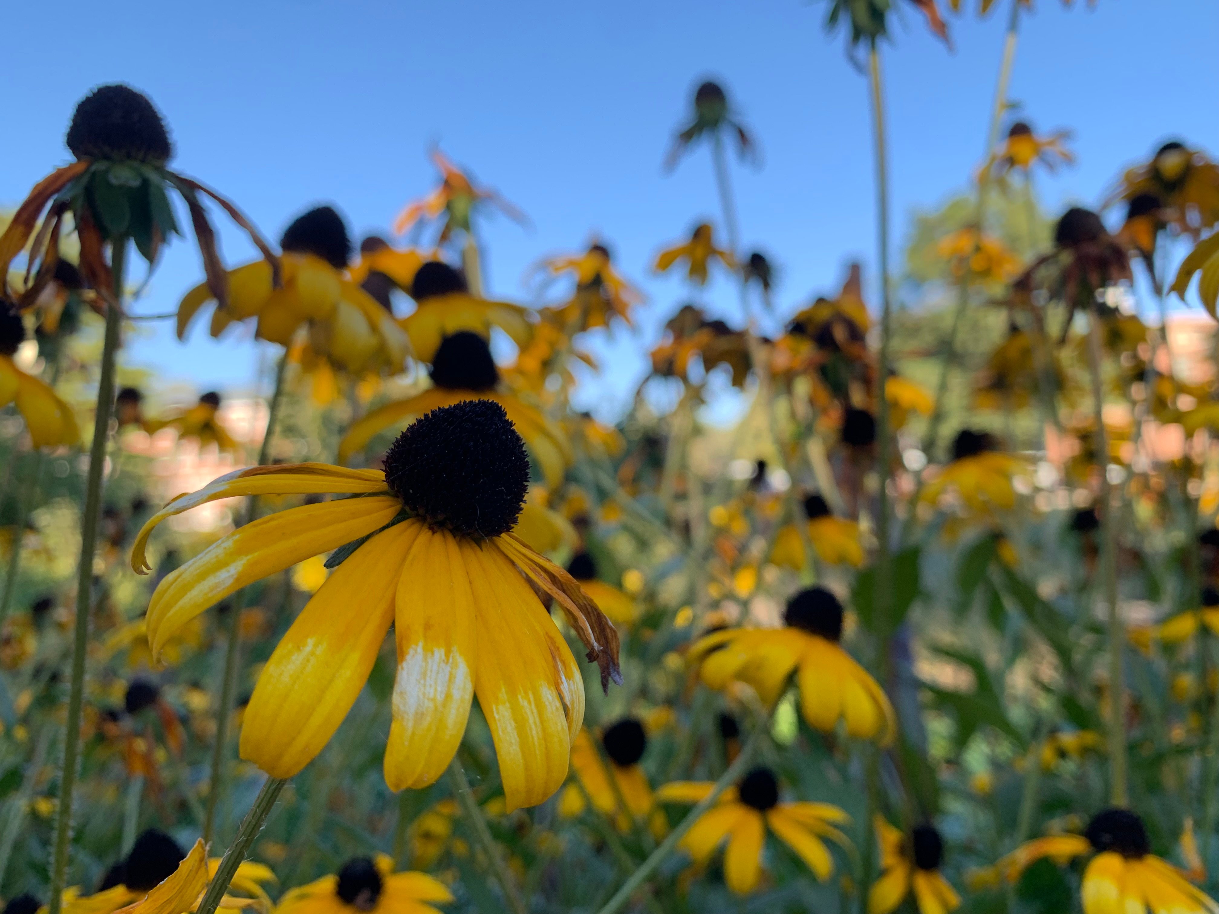 a field of black-eyed susans