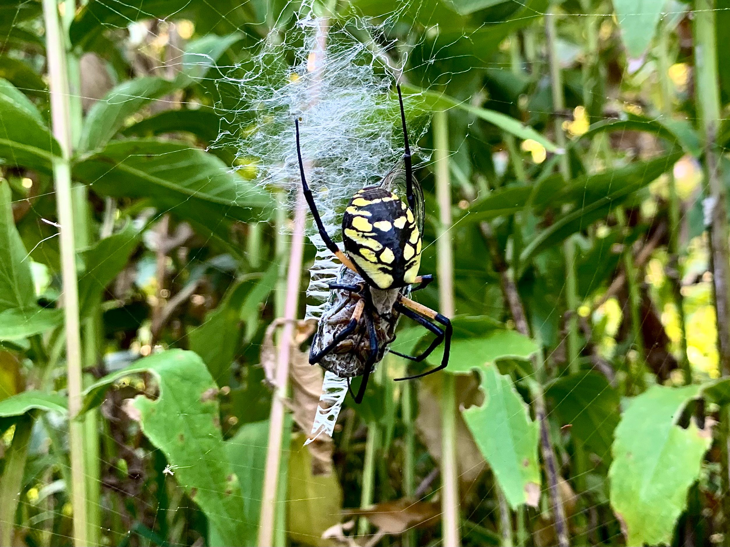 a spider in its web