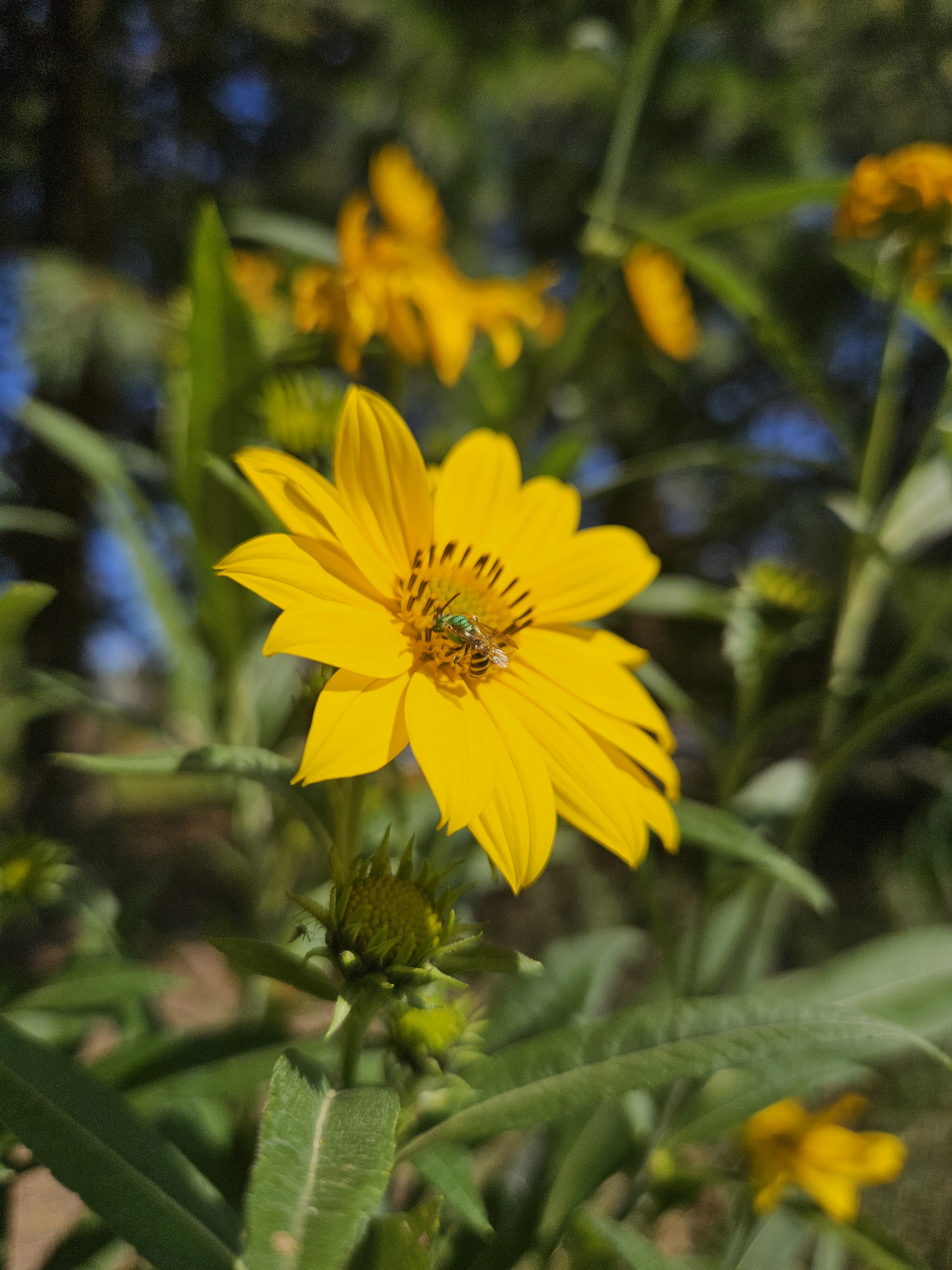 insect on yellow sunflower