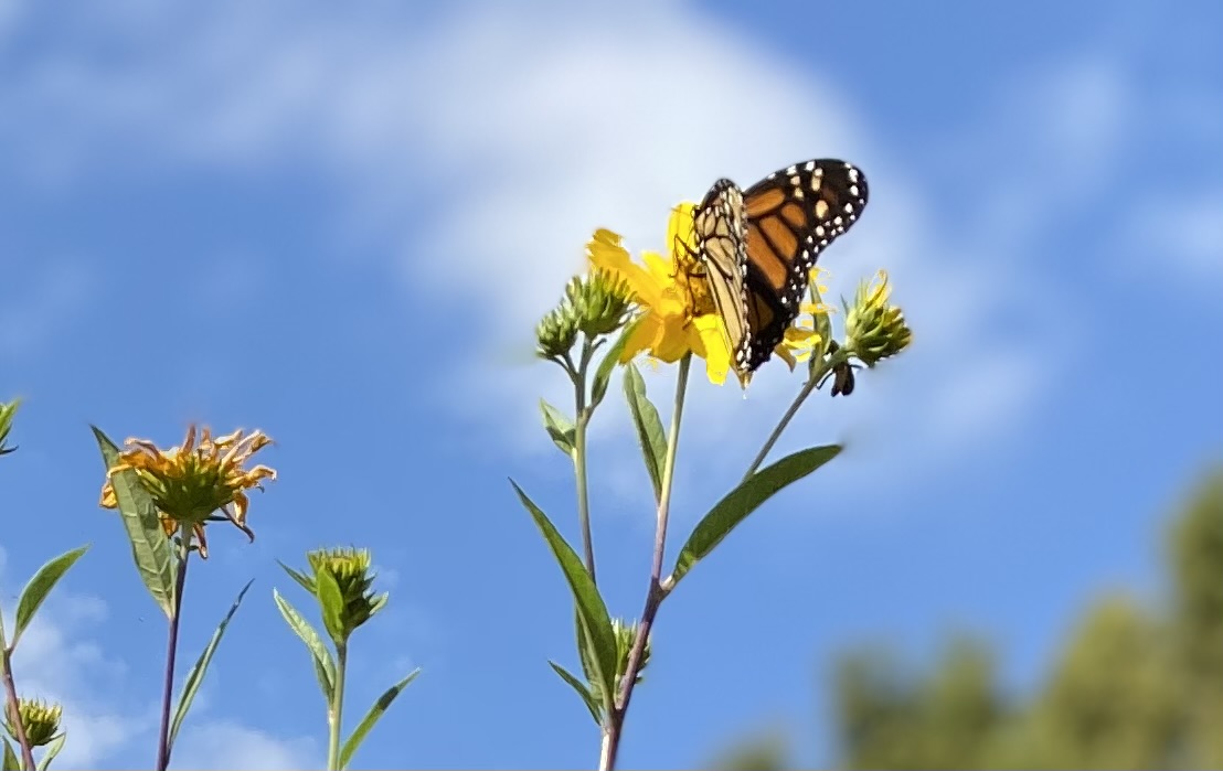 Monarch Butterfly on Maximilian Sunflower