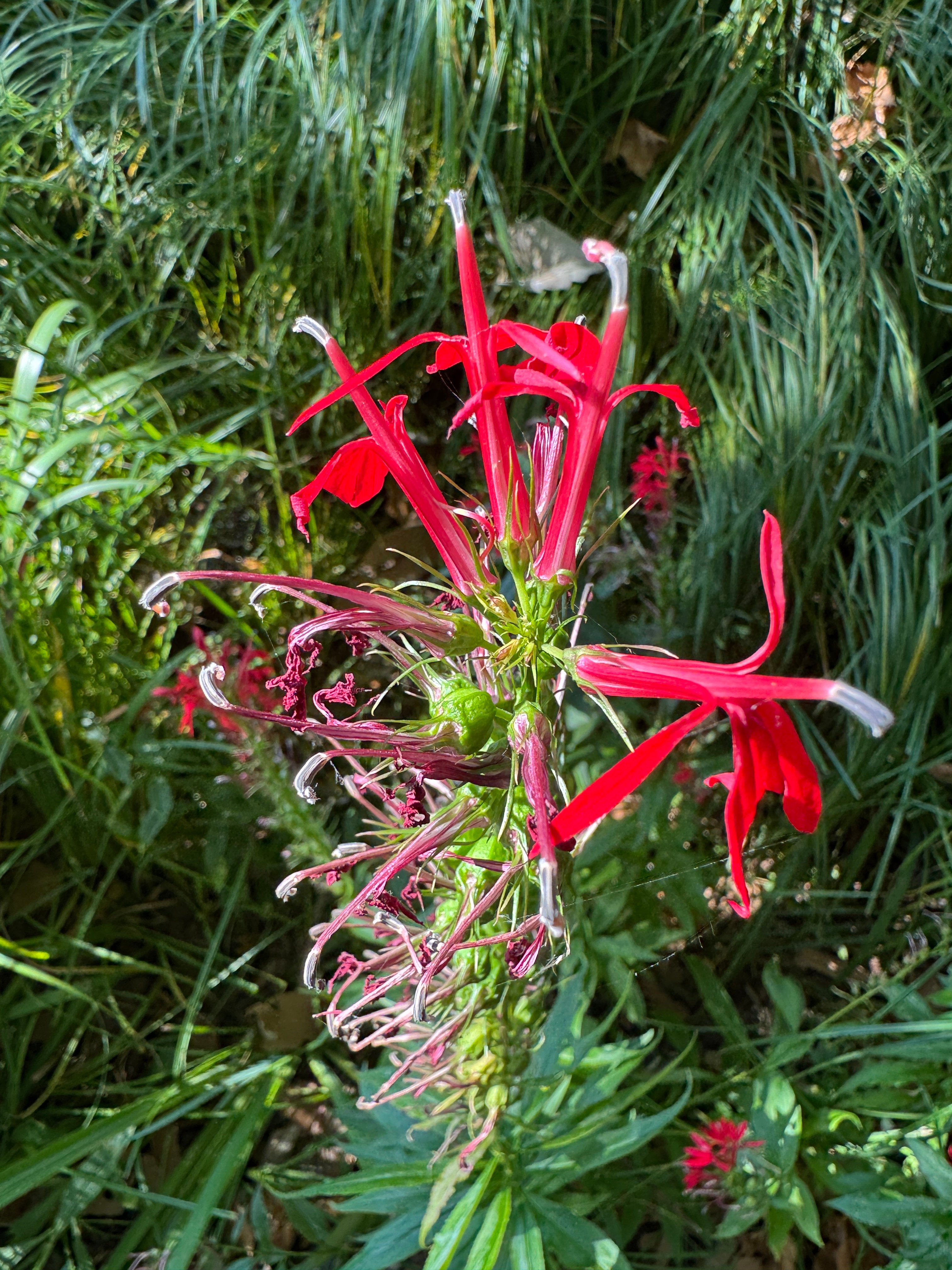 cardinal flower in bloom