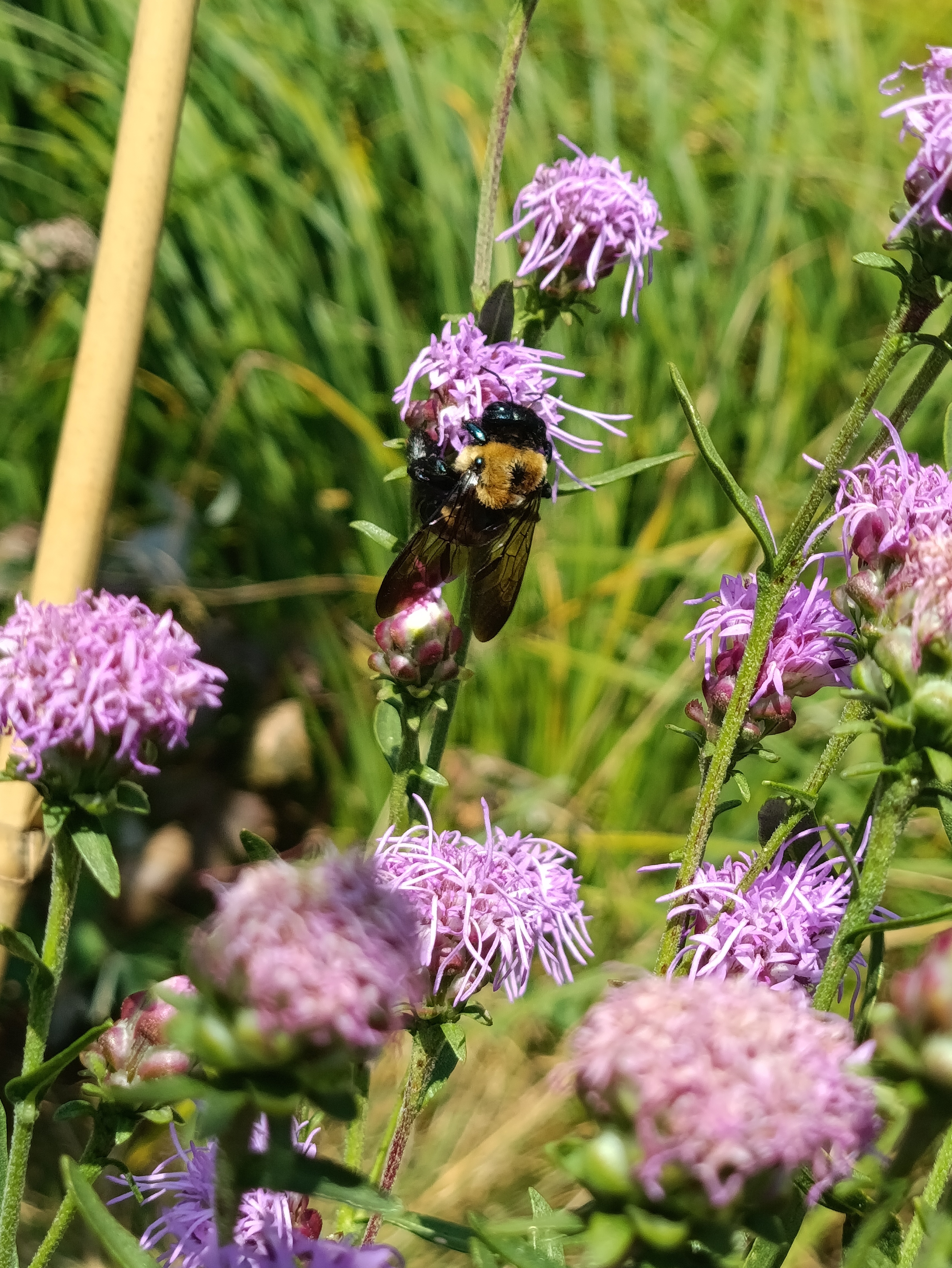 Carpenter Bee on Rough Blazing Star, Liatris aspera