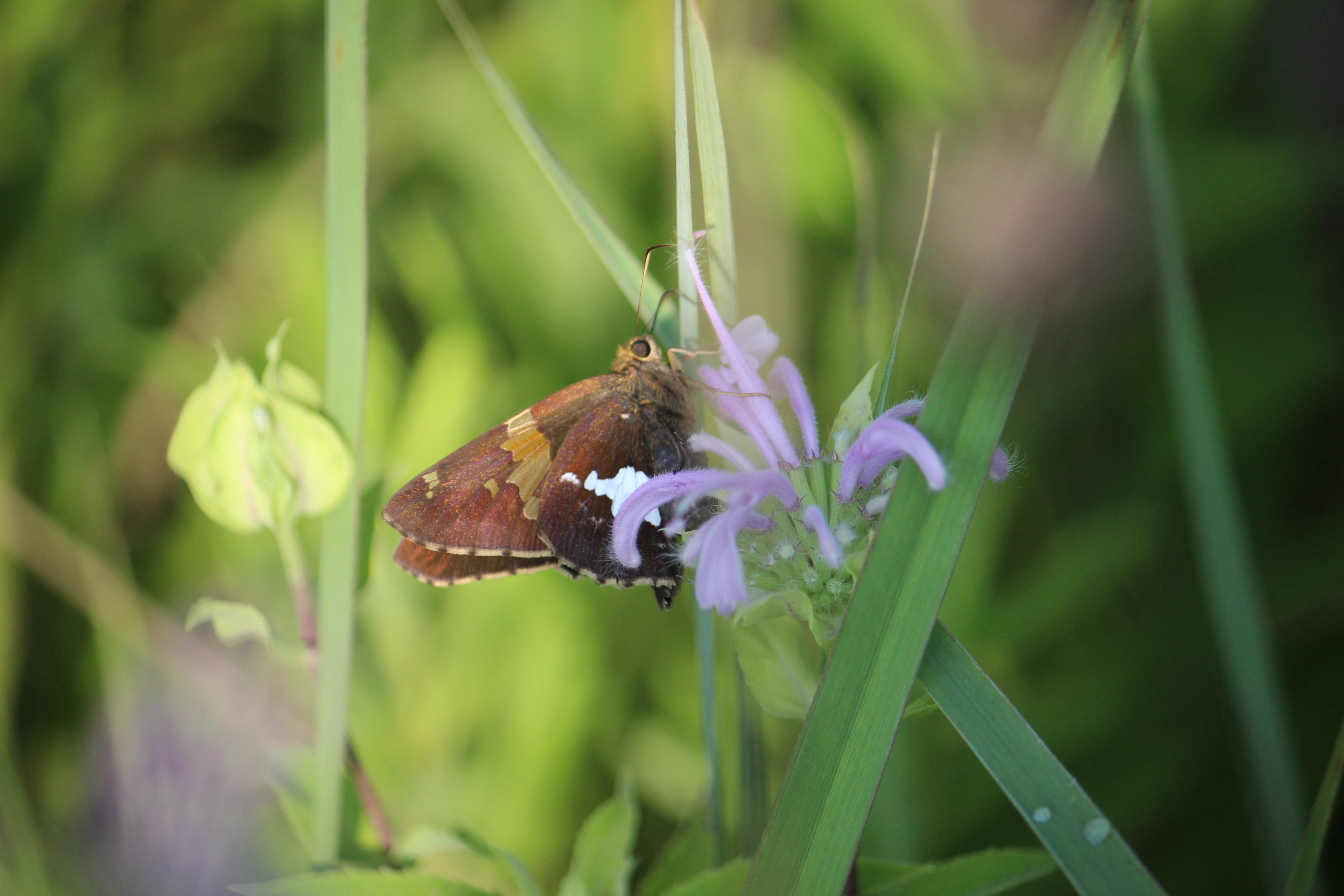 butterfly on purple flower