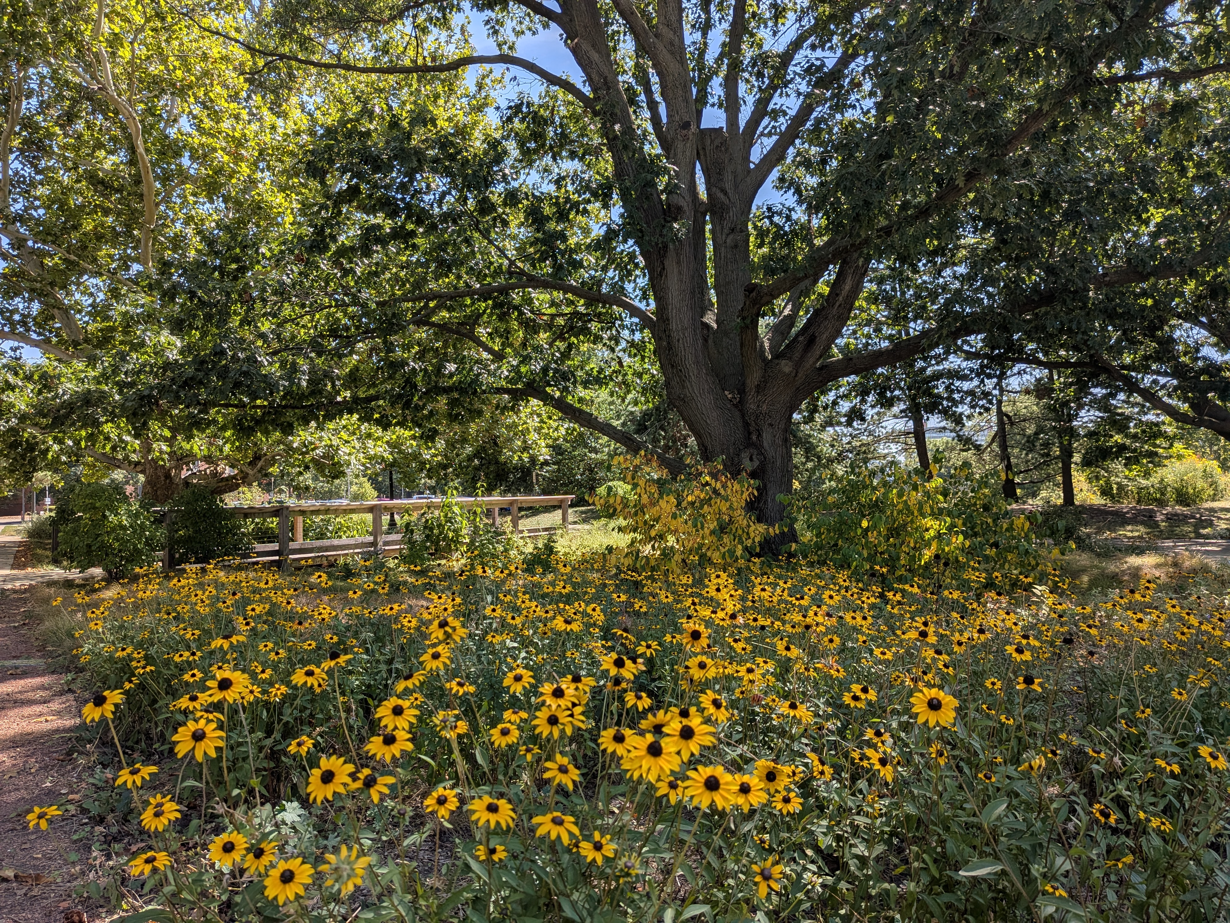 Black eyed susans under a tree