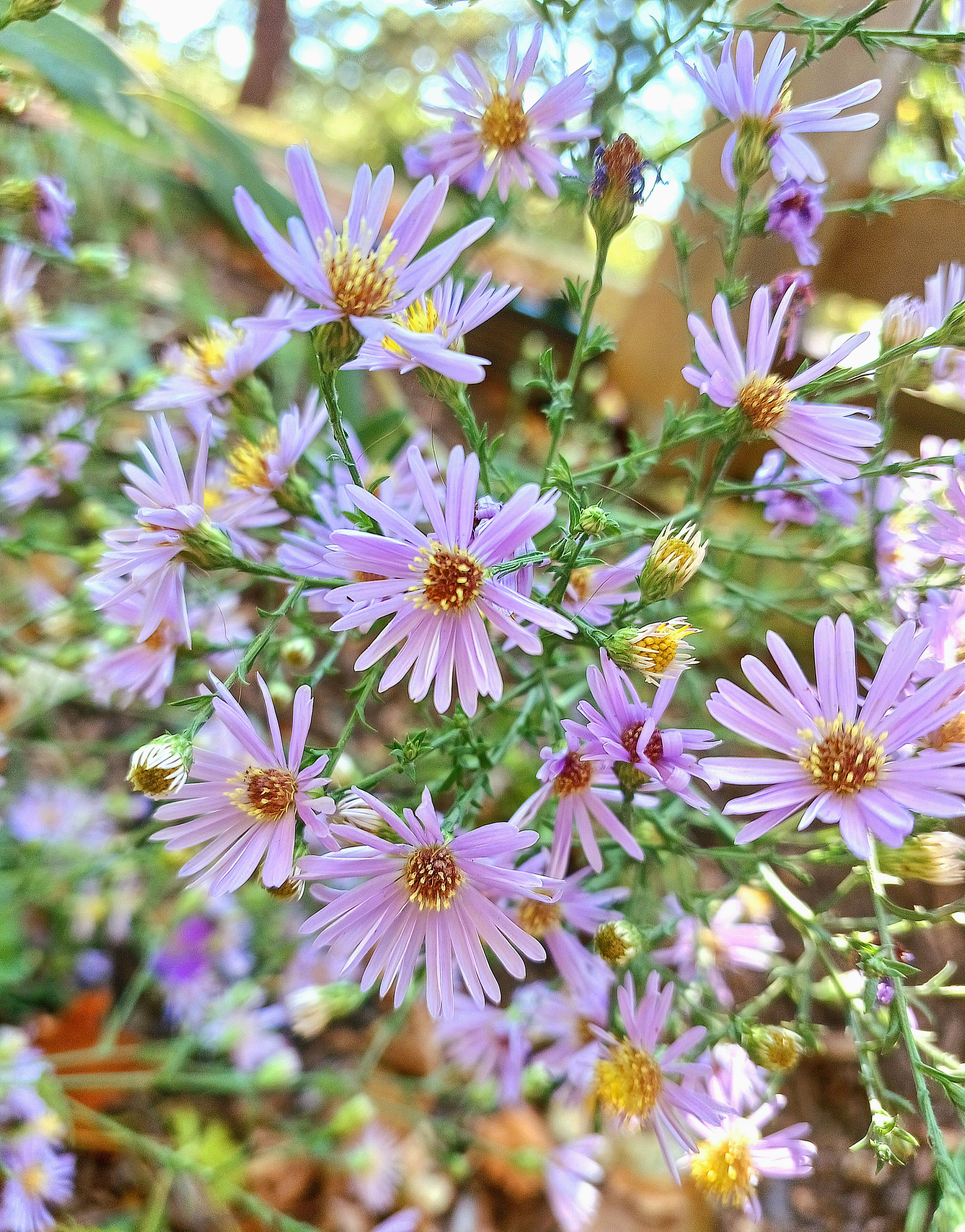 asters in bloom