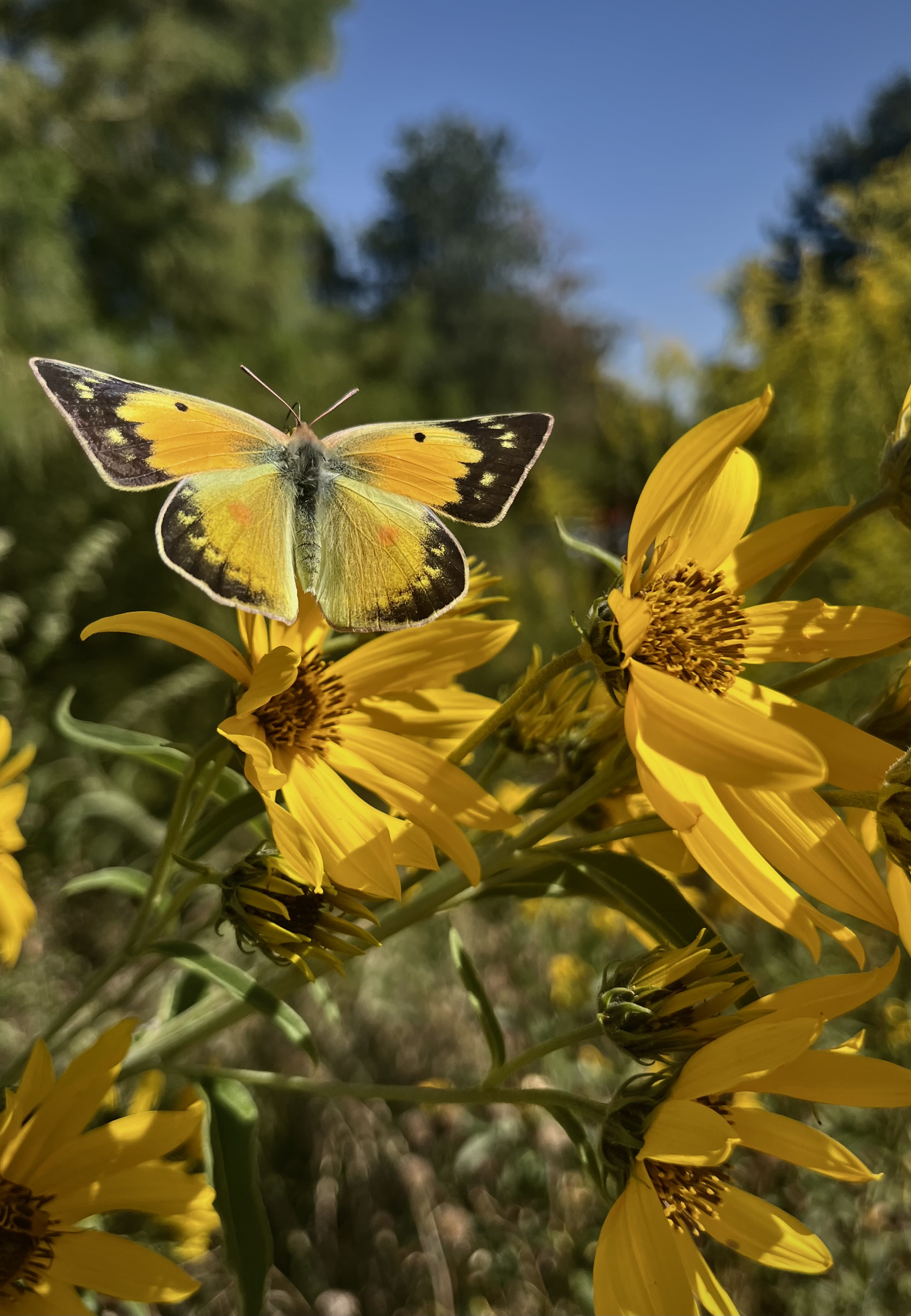 orange sulphur butterfly on sunflowers