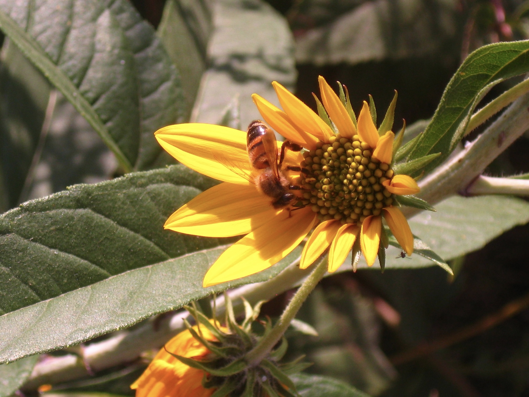 honeybee on a sunflower