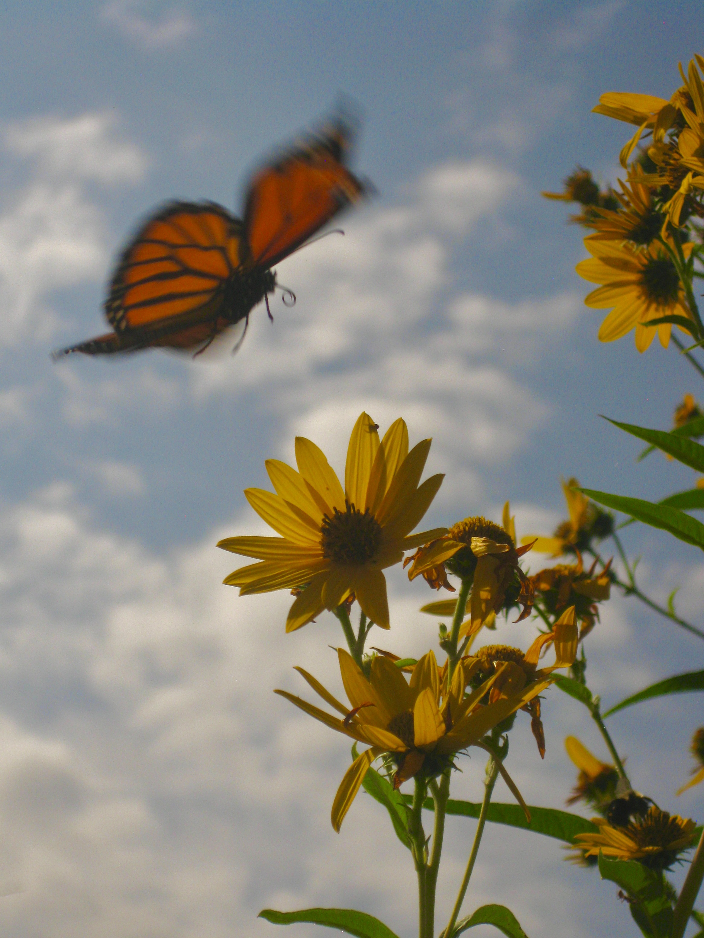 Monarch butterfly landing on black-eyed susan flowers