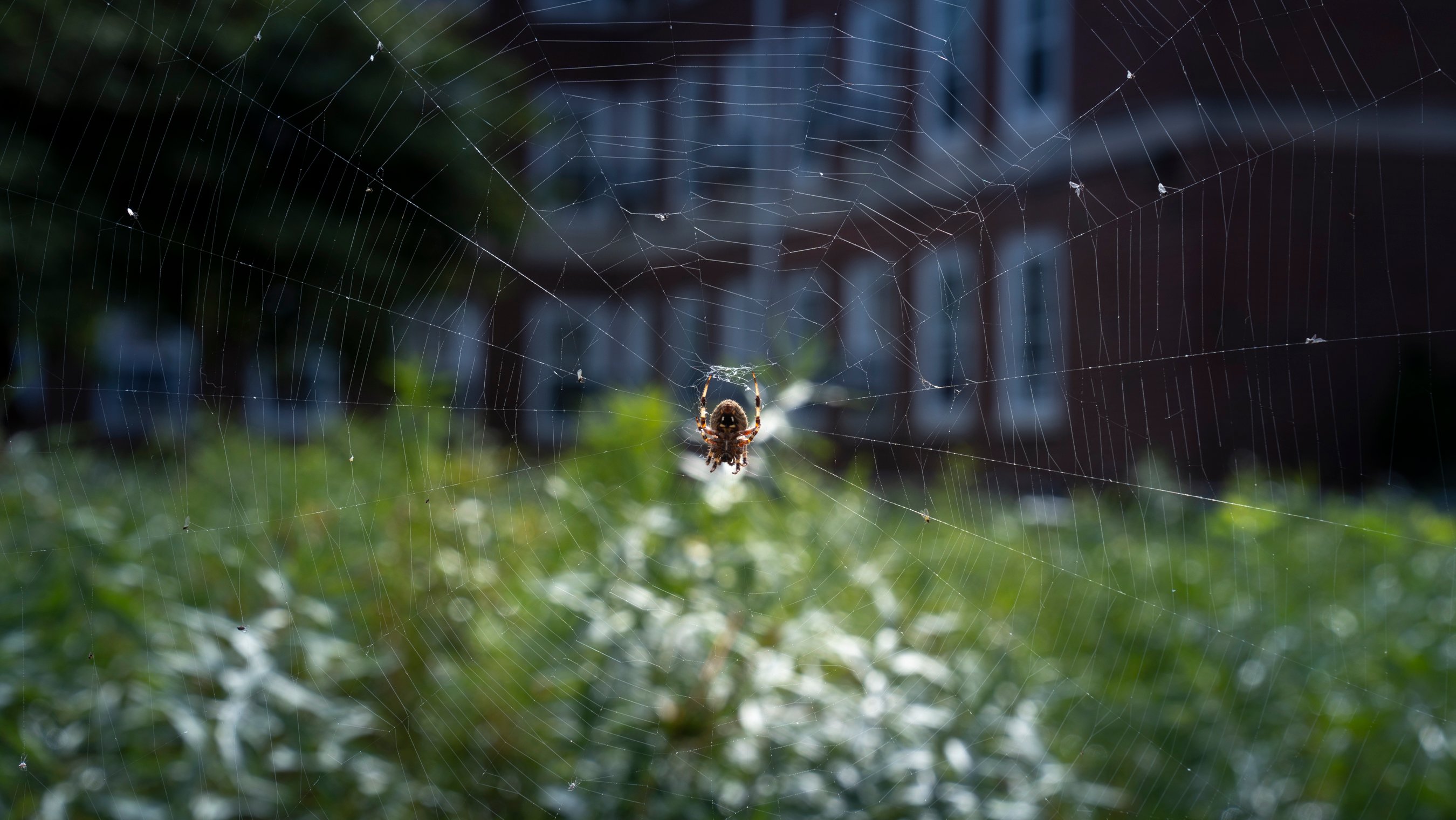 Cross Orbweaver Spider