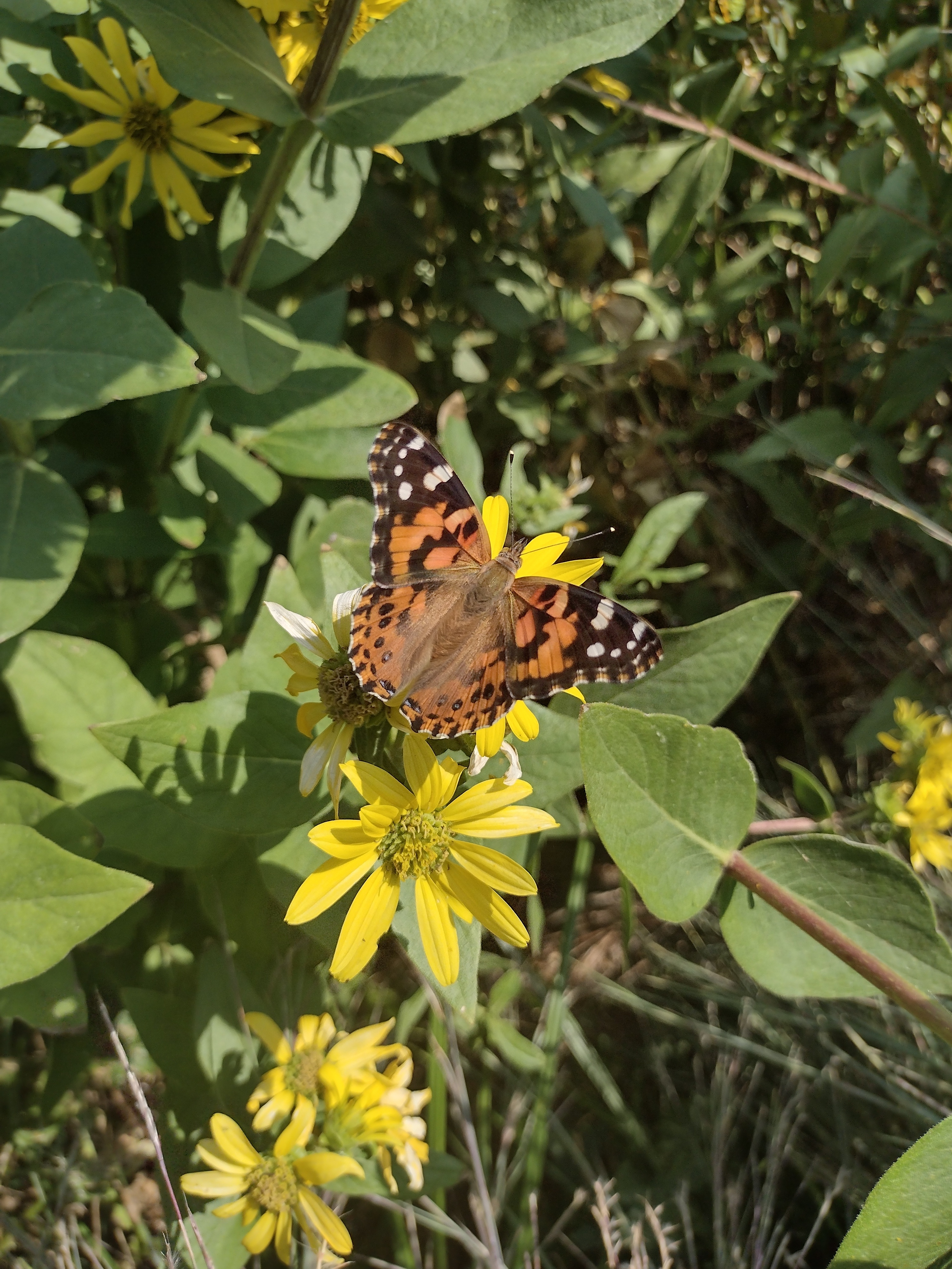 painted lady butterfly on yellow sunflower