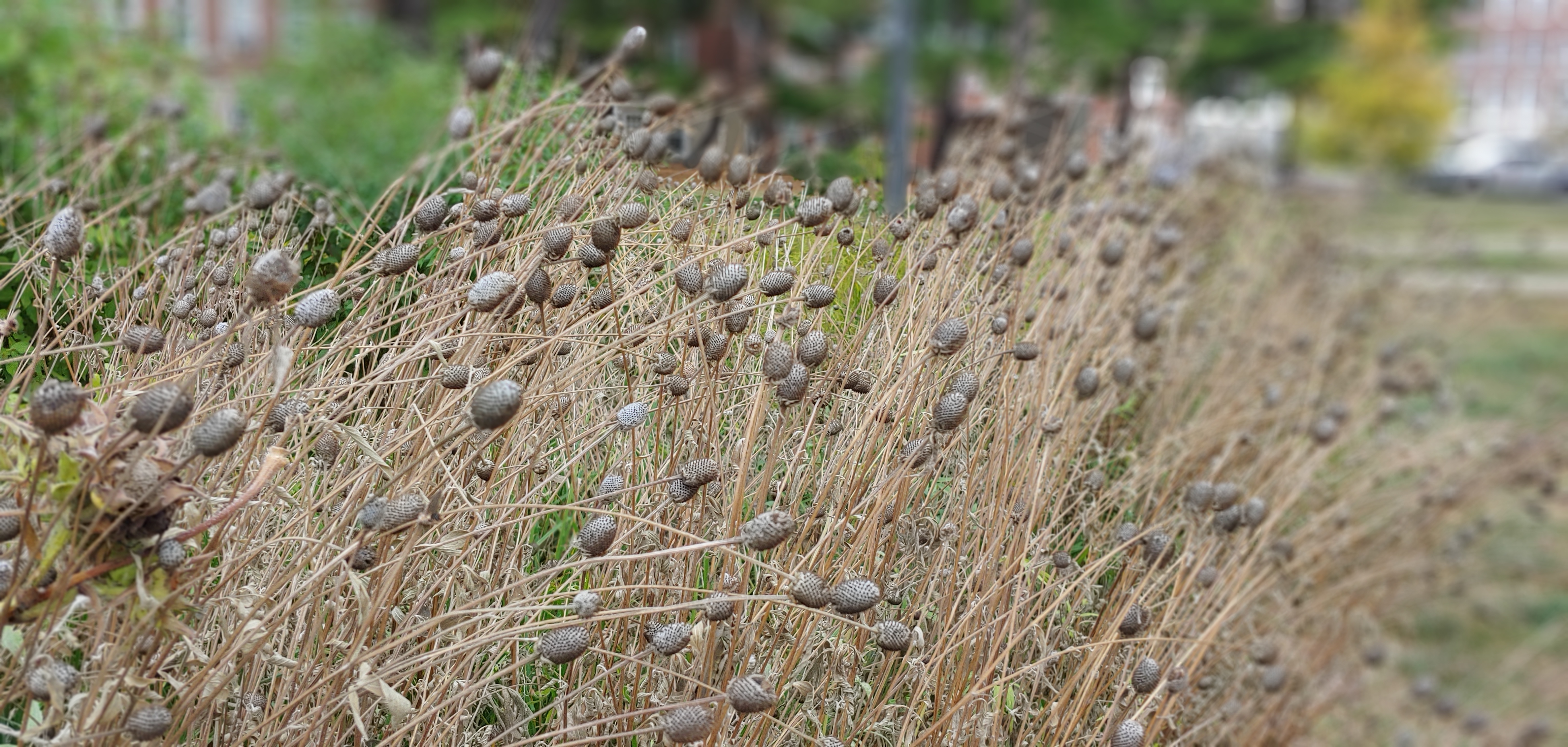 seed heads of coneflower plants