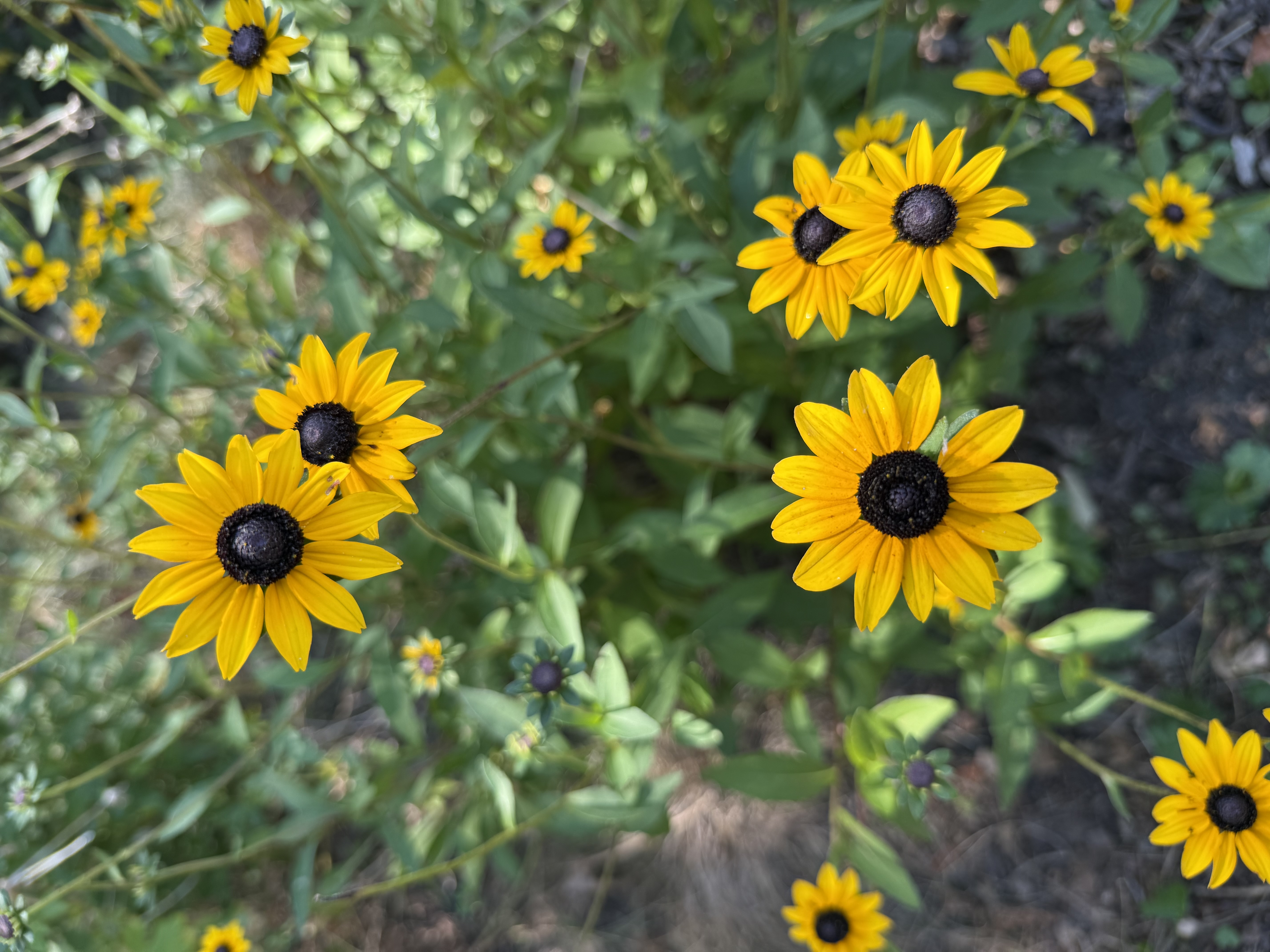 black-eyed susan