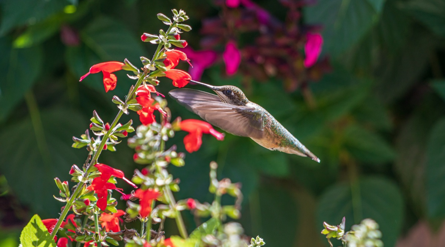 hummingbird in flight feeding from red flowers