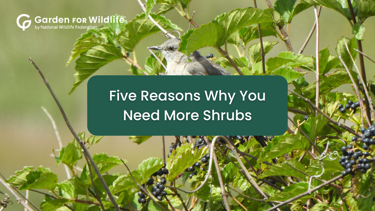 A photo of a bird in a viburnum shrub with the text overlay 