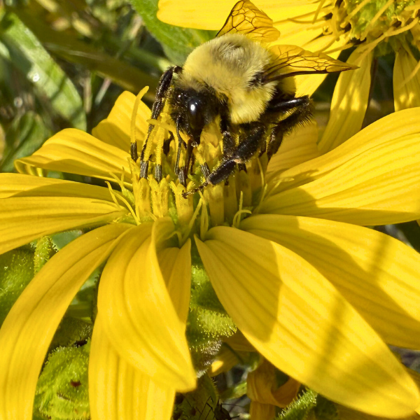 Eastern Bumblebee on a Sunflower