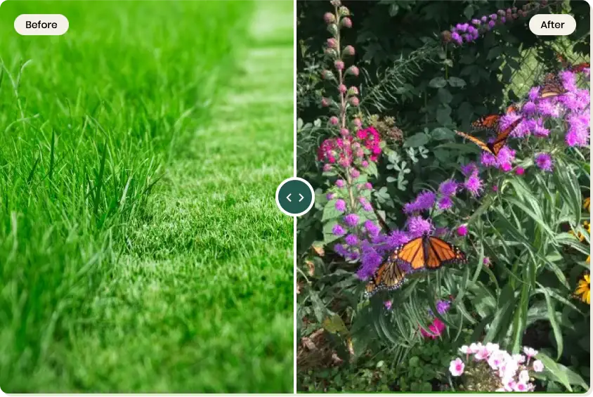 native plant garden with wildflowers compared to barren turf grass