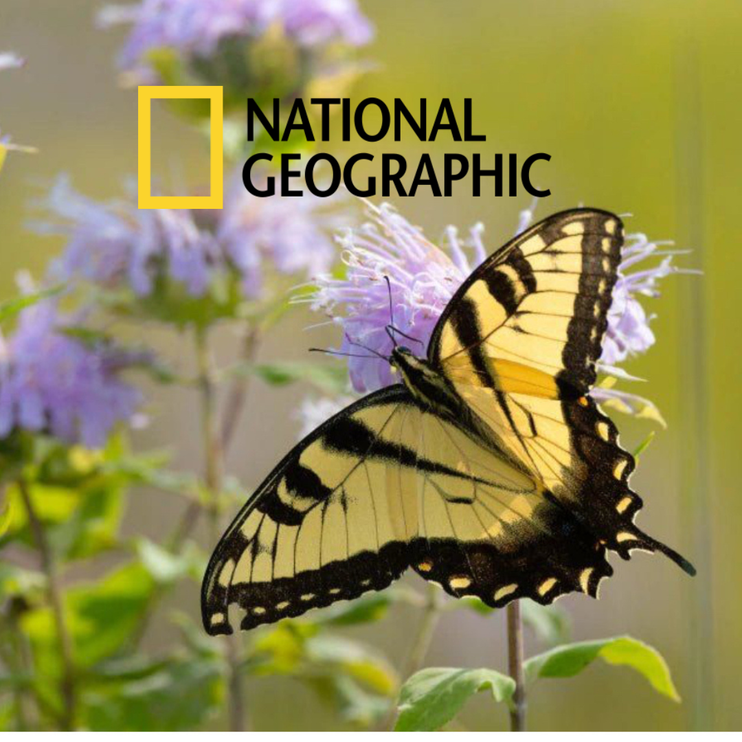 National Geographic Garden For Wildlife