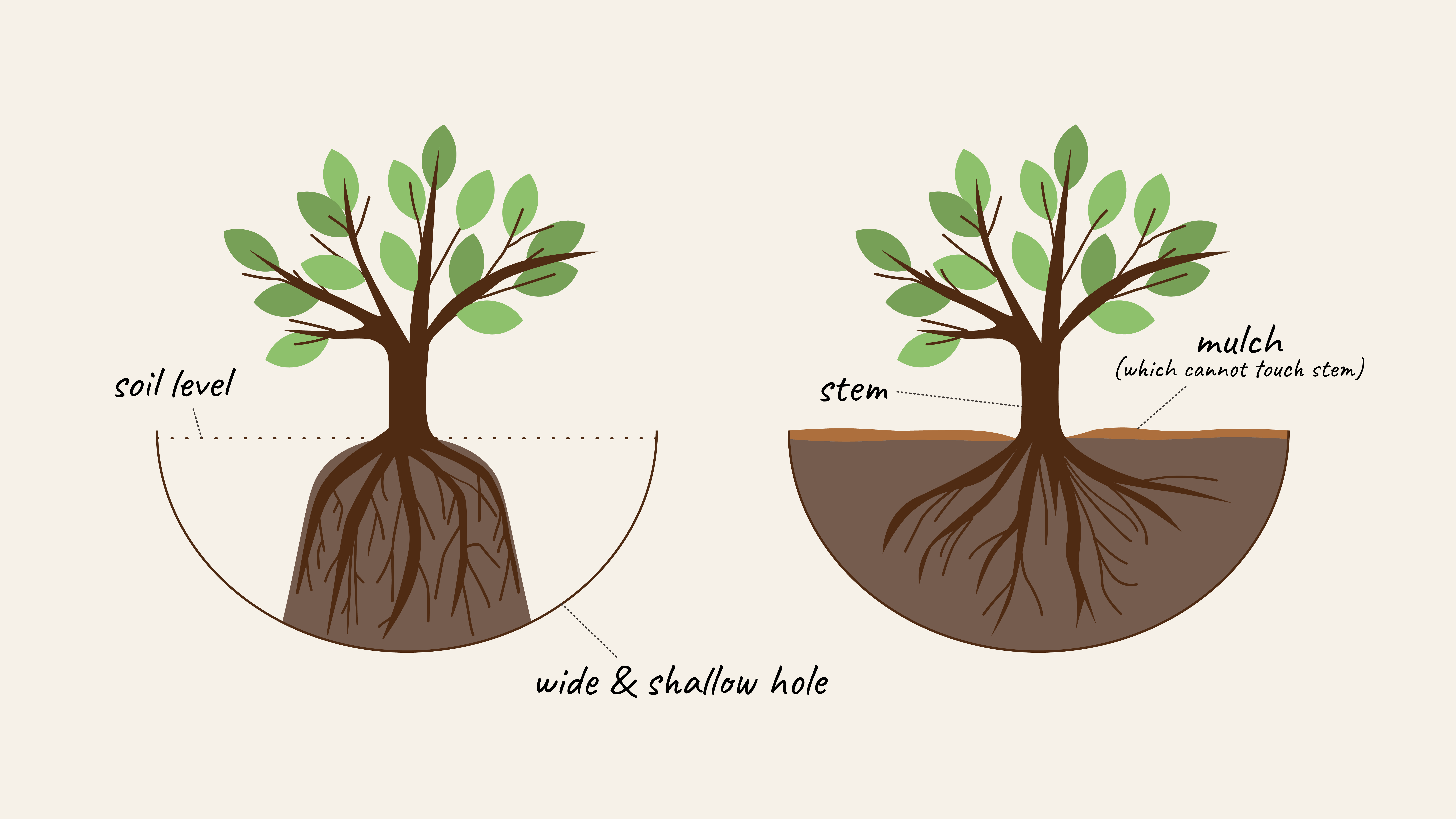 two plants being planted in containers graphic