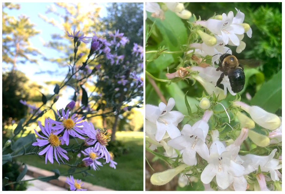 Sky blue aster reaching towards the sunlight (on the left)  A bee pollinates the white blooms of a foxglove beardtongue wildflower (on the right) 