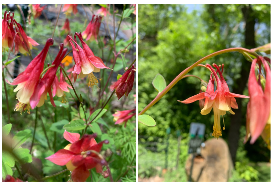 Eastern columbine native plants in bloom