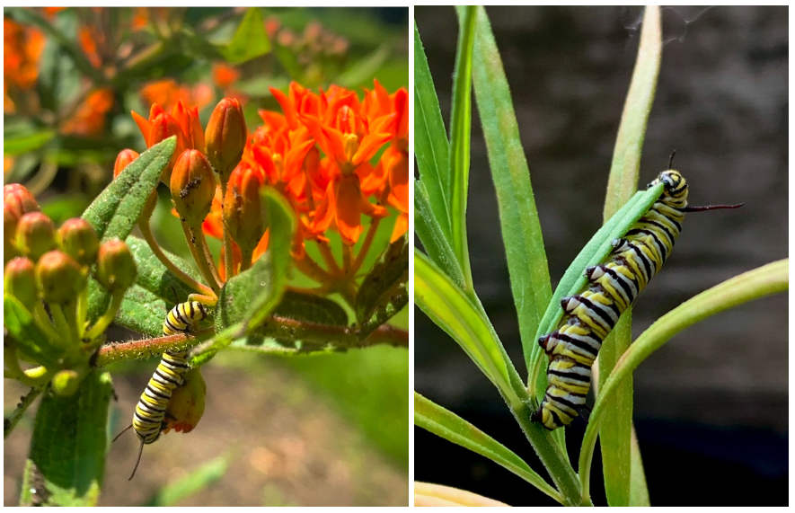 Monarch caterpillars on milkweed plants