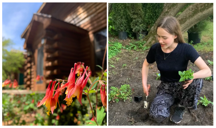 Eastern columbine plants in front of a home (on the left) and Larinda planting seedlings in the garden (on the right)